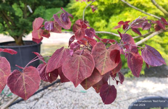 Cercis canadensis 'Red Force'®