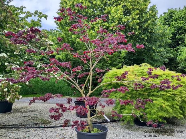 Cercis canadensis 'Red Force'®