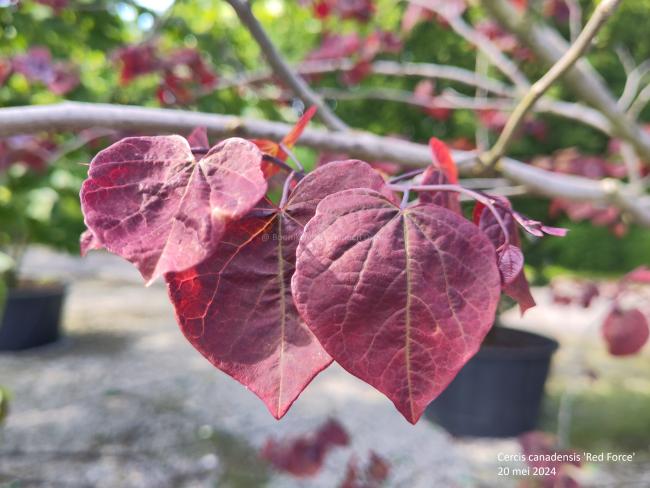 Cercis canadensis 'Red Force'®