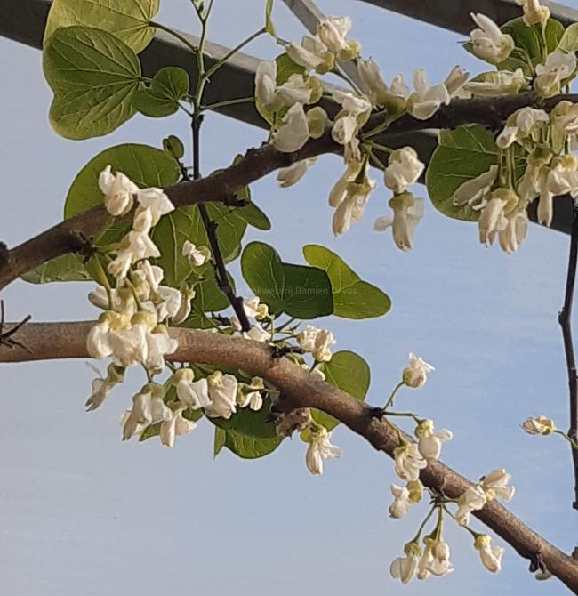 Cercis canadensis 'Royal White'