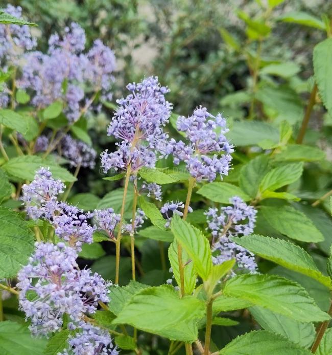 Ceanothus delilianus 'Gloire de Versailles'