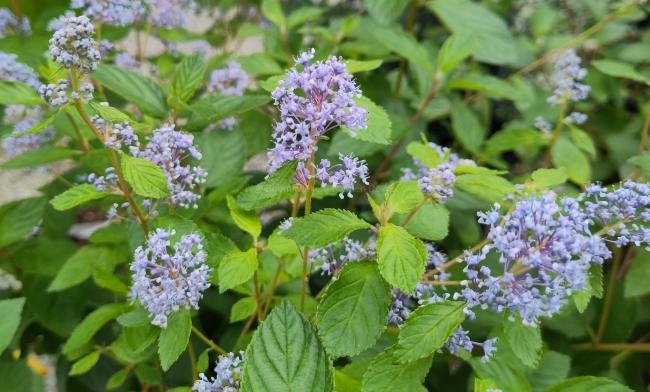 Ceanothus delilianus 'Gloire de Versailles'