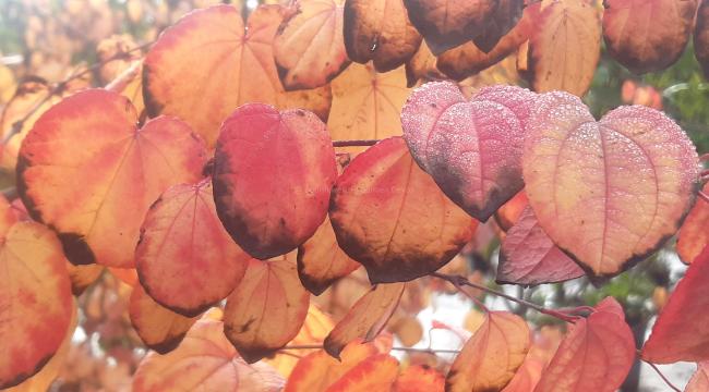 Cercidiphyllum japonicum