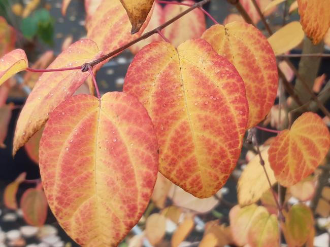 Cercidiphyllum japonicum 'Raspberry'