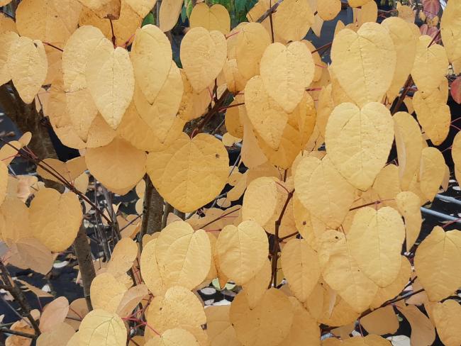 Cercidiphyllum japonicum 'Raspberry'