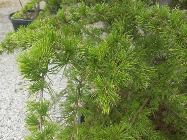 Cedrus libani