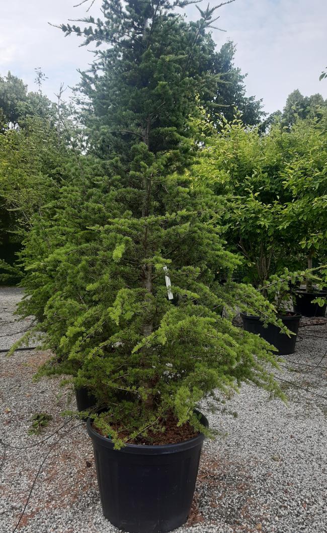 Cedrus libani