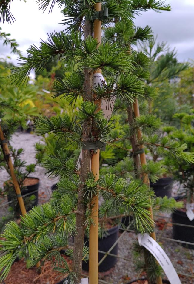 Cedrus libani 'Italie'