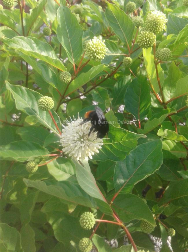 Cephalanthus occidentalis