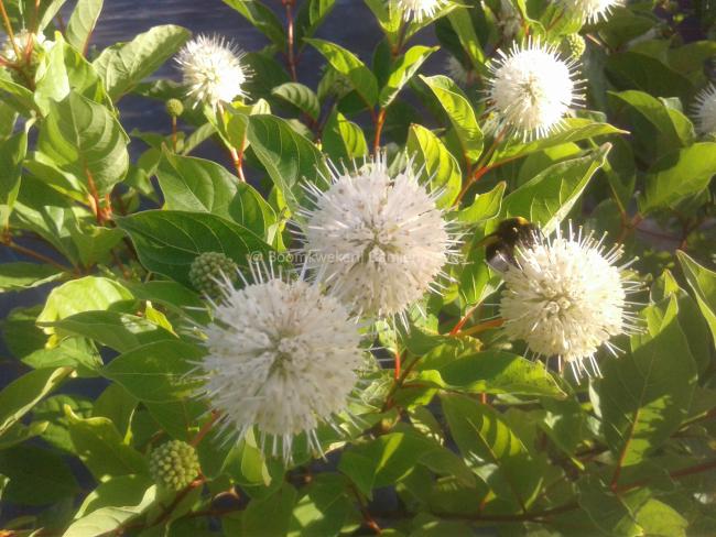Cephalanthus occidentalis
