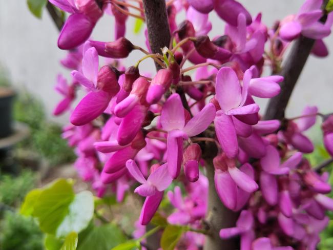 Cercis siliquastrum 'Bodnant'