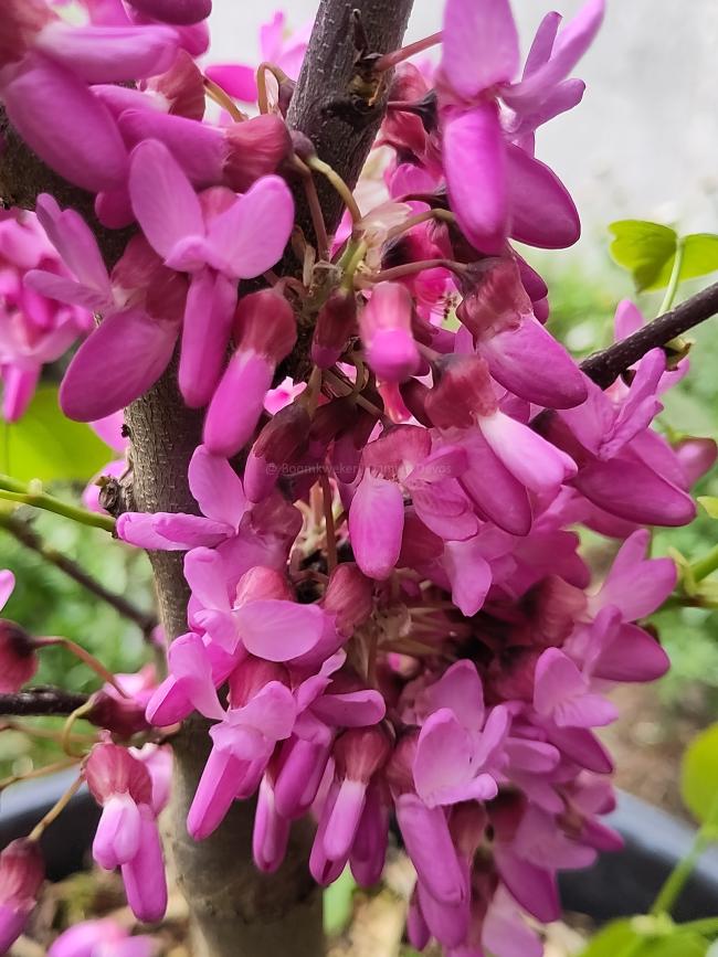 Cercis siliquastrum 'Bodnant'