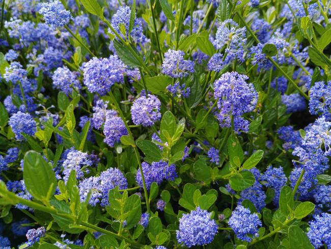 Ceanothus thyrsiflorus 'Skylark'