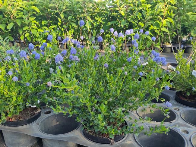 Ceanothus thyrsiflorus 'Skylark'