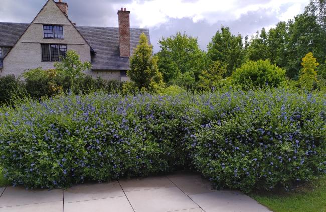 Ceanothus thyrsiflorus 'Skylark'