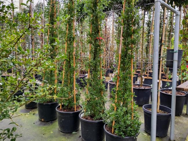 Ceanothus thyrsiflorus 'Skylark'