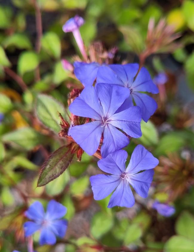 Ceratostigma willmottianum