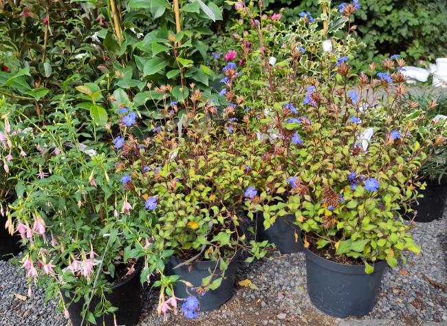 Ceratostigma willmottianum