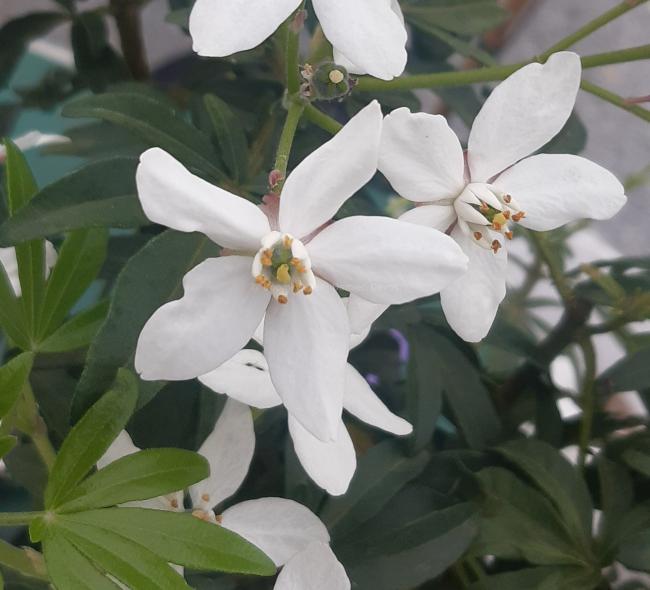 Choisya 'Greenfingers'®