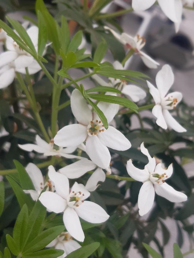 Choisya 'Greenfingers'®