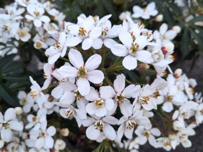 Choisya 'Greenfingers'®