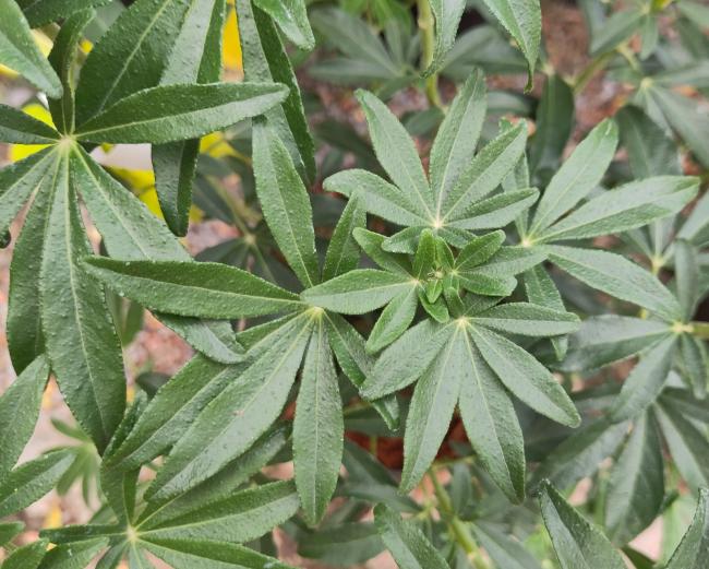 Choisya 'Greenfingers'®