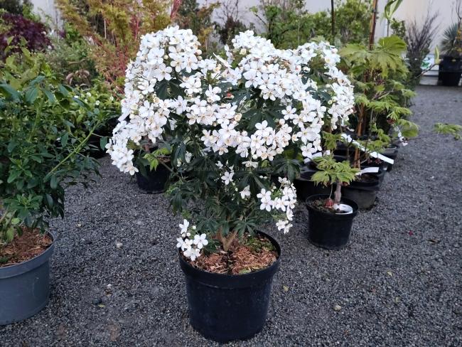 Choisya 'Greenfingers'®