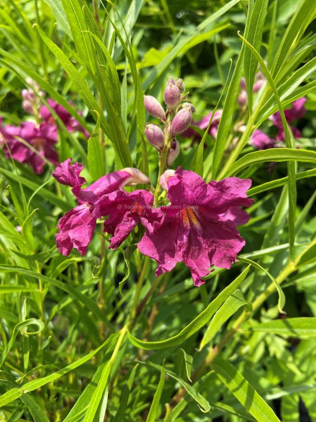 Chilopsis linearis 'Burgundy'