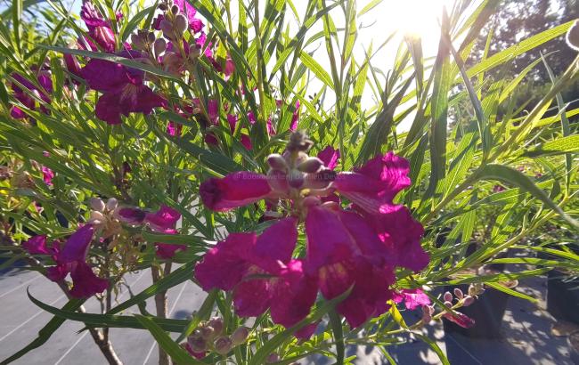 Chilopsis linearis 'Burgundy'