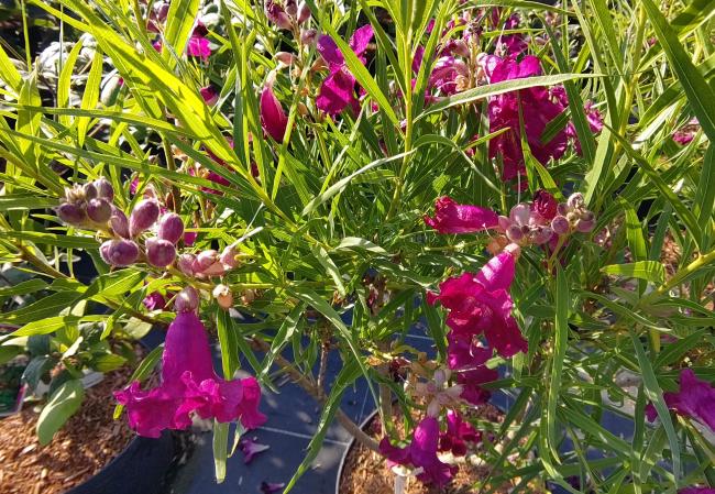 Chilopsis linearis 'Burgundy'