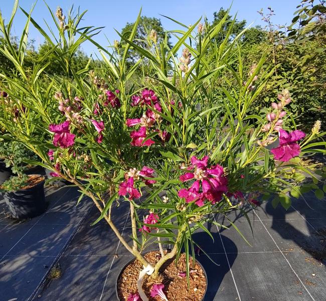 Chilopsis linearis 'Burgundy'