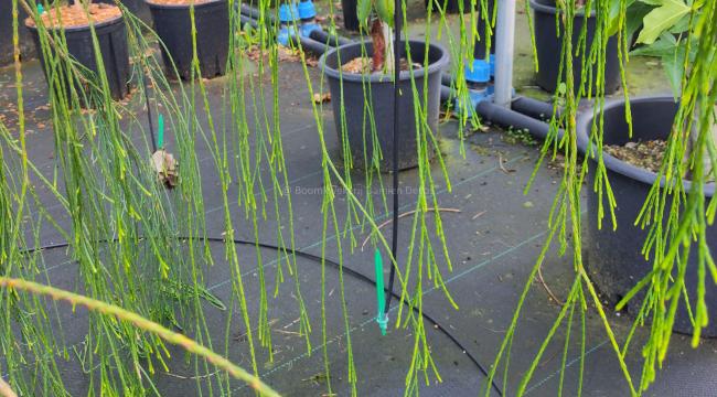 Chamaecyparis lawsoniana 'Imbricata Pendula'