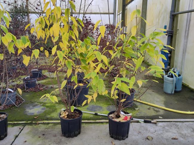 Chimonanthus praecox 'Luteus'