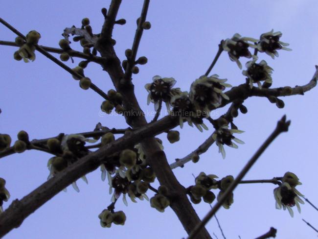 Chimonanthus praecox