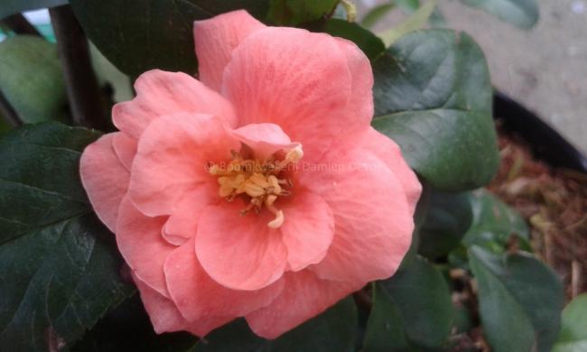 Chaenomeles superba 'Cameo' (x)