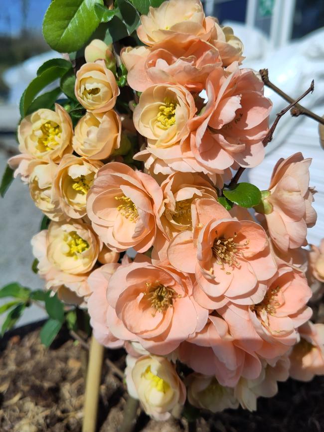 Chaenomeles superba 'Cameo' (x)