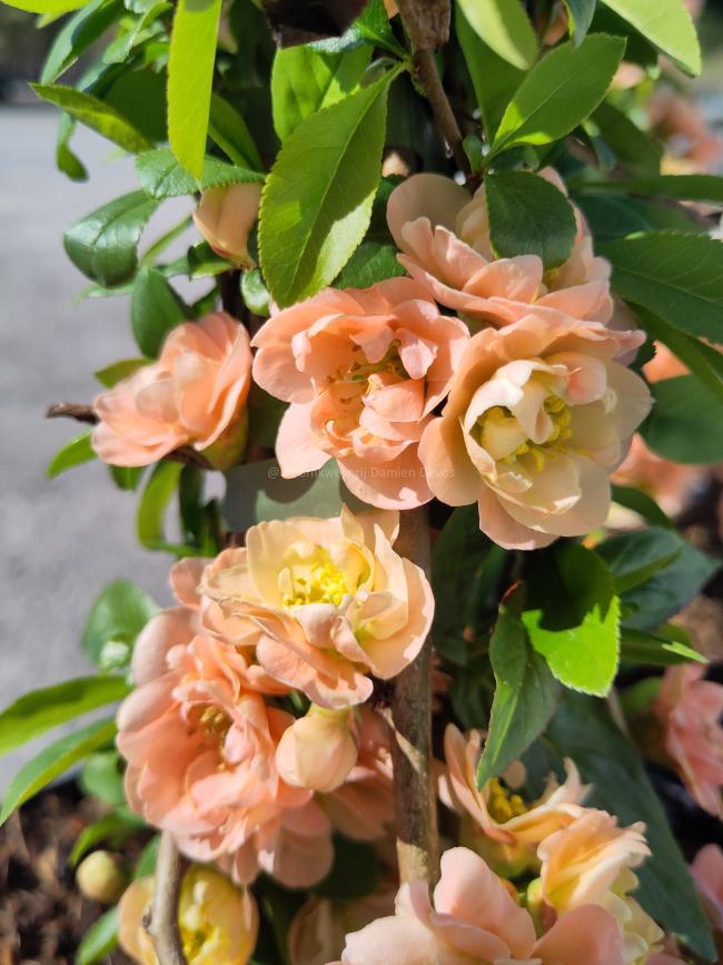 Chaenomeles superba 'Cameo' (x)
