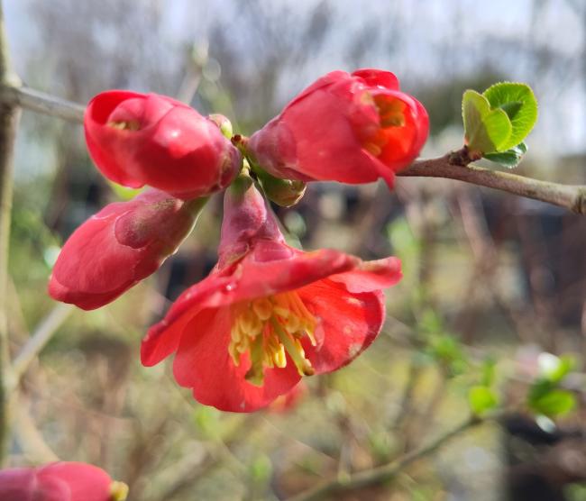 Chaenomeles superba 'Elly Mossel'