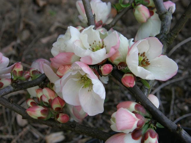Chaenomeles speciosa 'Moerloosei'