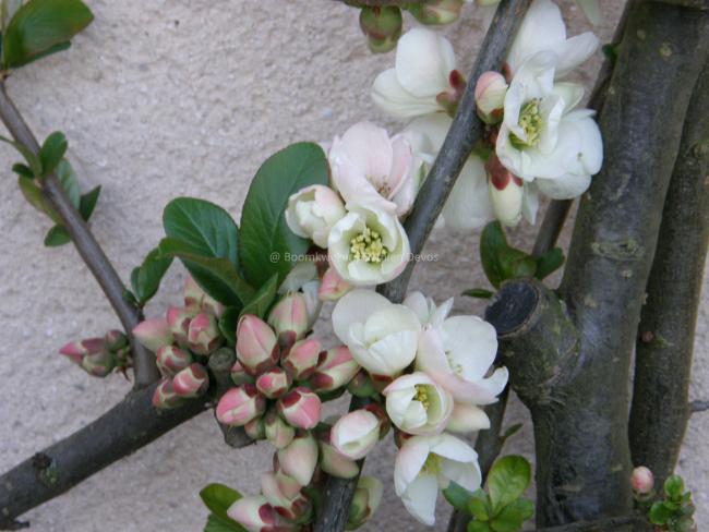 Chaenomeles speciosa 'Moerloosei'