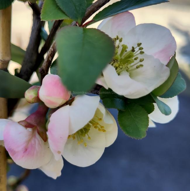 Chaenomeles speciosa 'Toyo-Nishiki'
