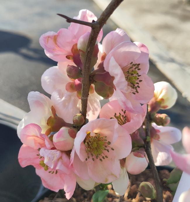 Chaenomeles speciosa 'Toyo-Nishiki'