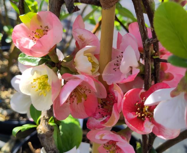 Chaenomeles speciosa 'Toyo-Nishiki'