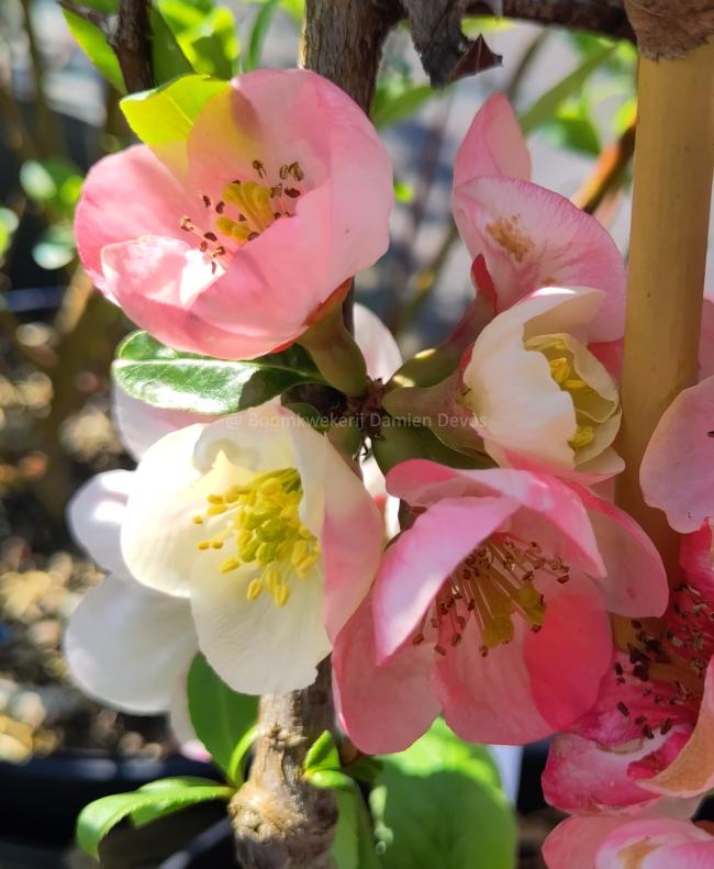Chaenomeles speciosa 'Toyo-Nishiki'