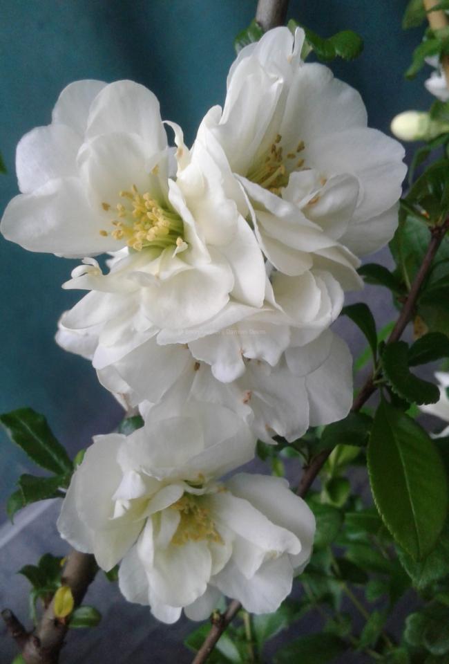 Chaenomeles speciosa 'Yukigoten'