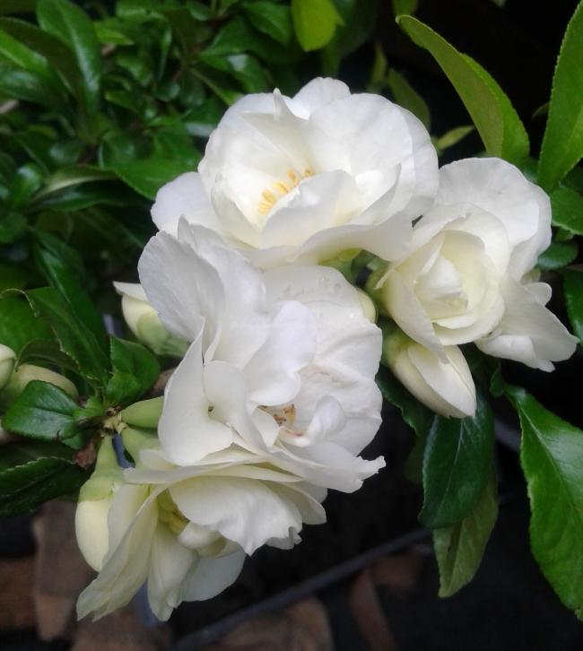 Chaenomeles speciosa 'Yukigoten'