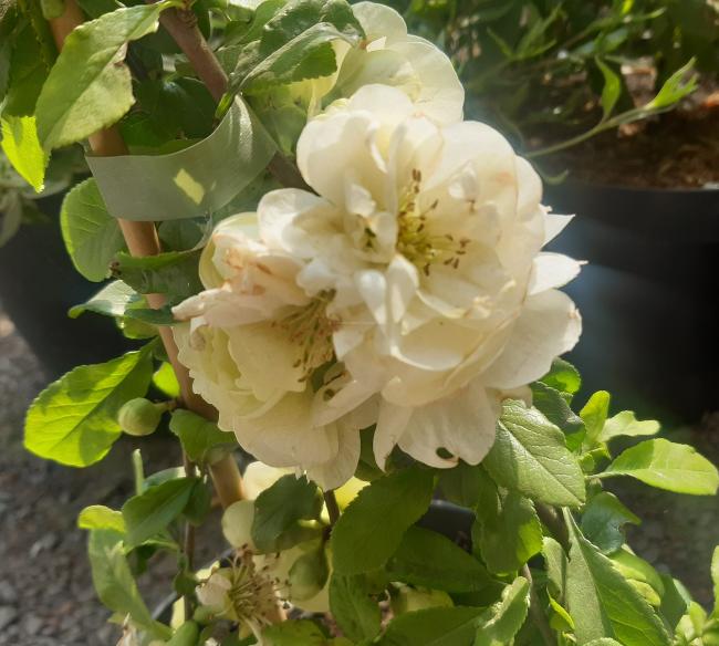 Chaenomeles speciosa 'Yukigoten'