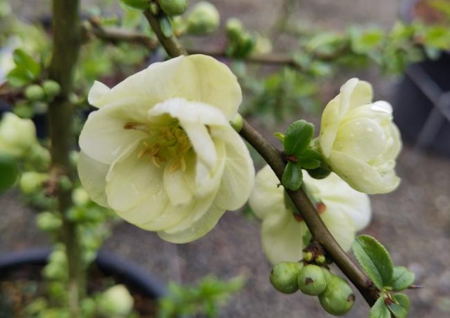 Chaenomeles speciosa 'Yukigoten'