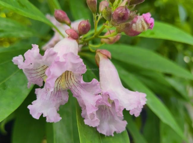 Chitalpa tashkentensis 'Pink Dawn'