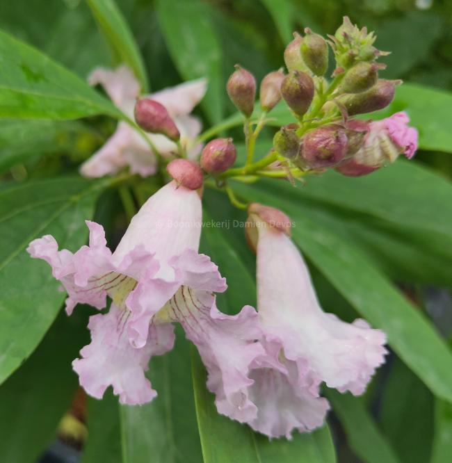 Chitalpa tashkentensis 'Pink Dawn'
